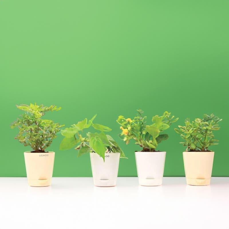 Live Plants