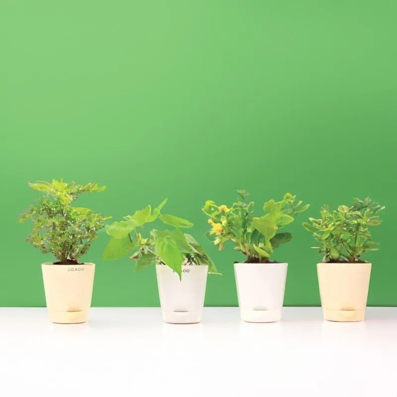 Ugaoo Indoor Live Plants With Pots - Set Of Four media 1