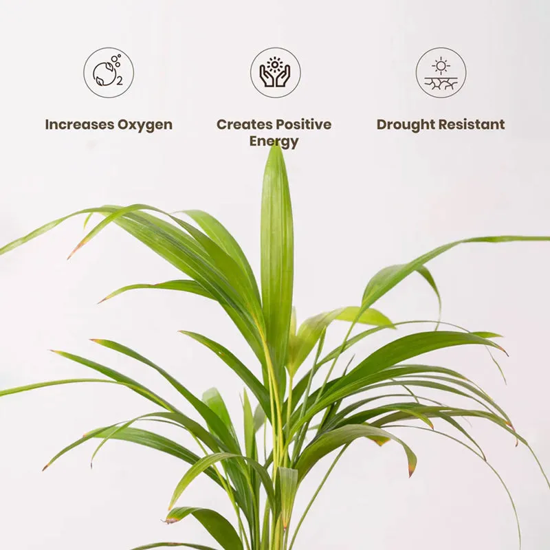 Kyari Areca Palm With Self Watering Pot - Yellow media 4