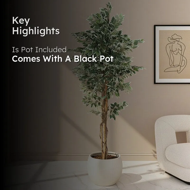 Faux Ficus Variegated Plant With Black Plastic Pot - 5.91 ft media 2