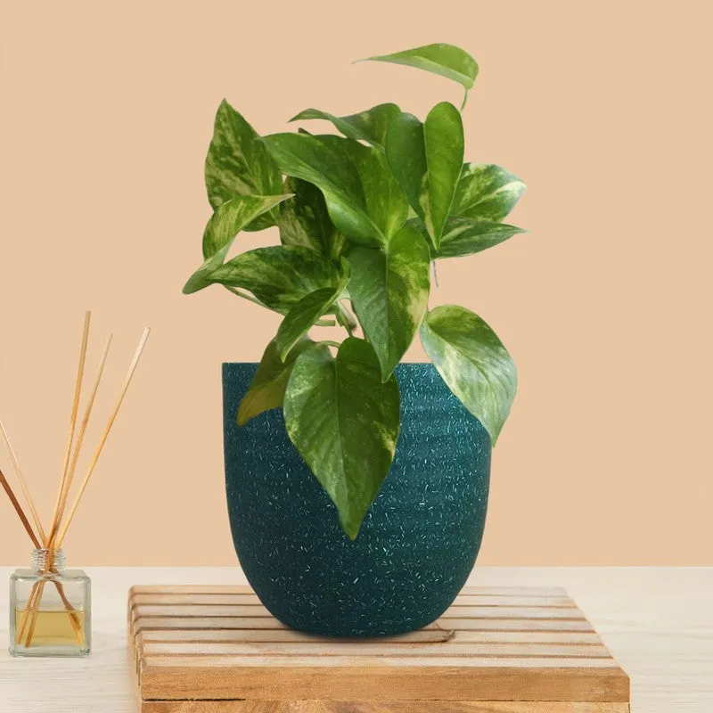 Greenkin Money Plant Gold King Live Plant - Green media 3