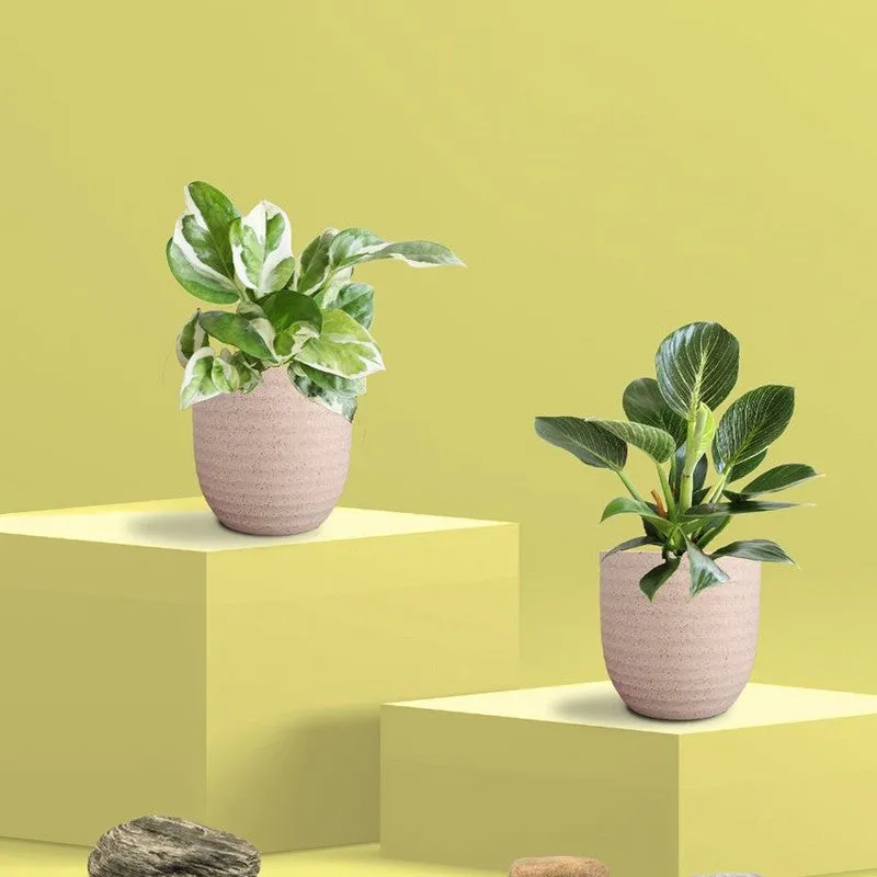 Greenkin Birkin & Njoy Live Plants (Ivory) - Set Of Two media 3