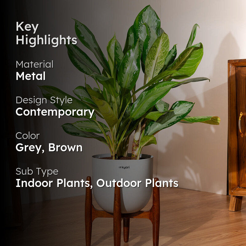 Kyari Agalonema Ice Plant With Metal Self Watering Pot (Grey) - 2.4 Feet media 2