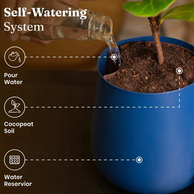 Kyari Aralia Plant With Metal Self Watering Pot (Blue) - 1 Foot media 7