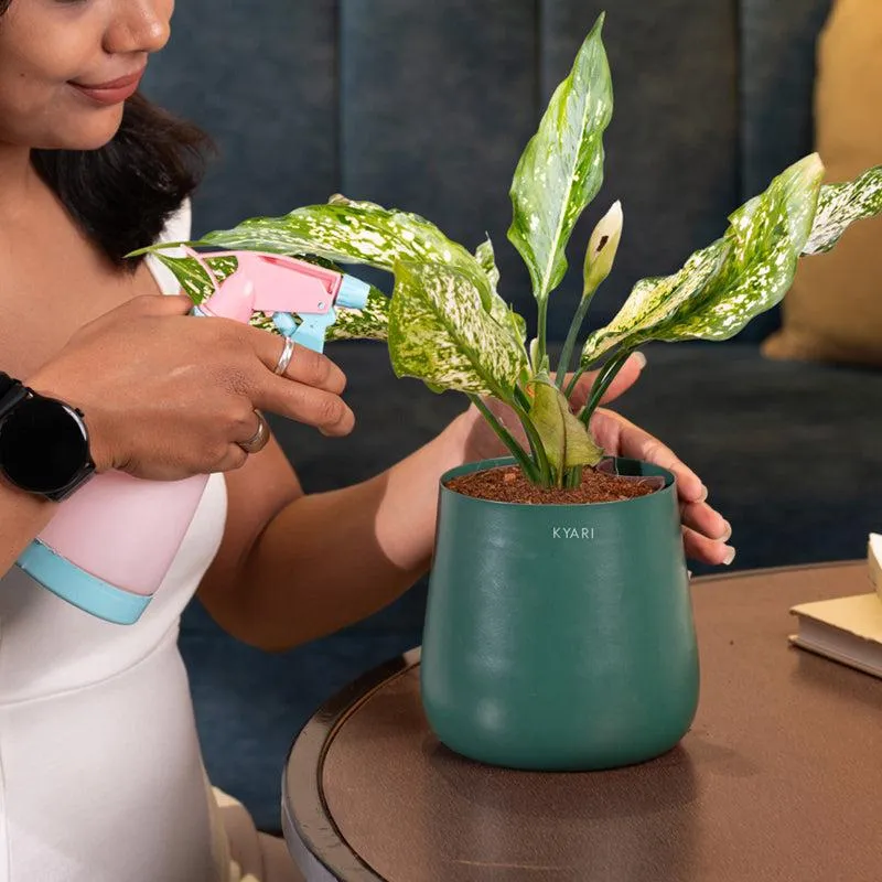 Kyari Aglaonema Snow White Plant With Metal Self Watering Pot - Green media 4