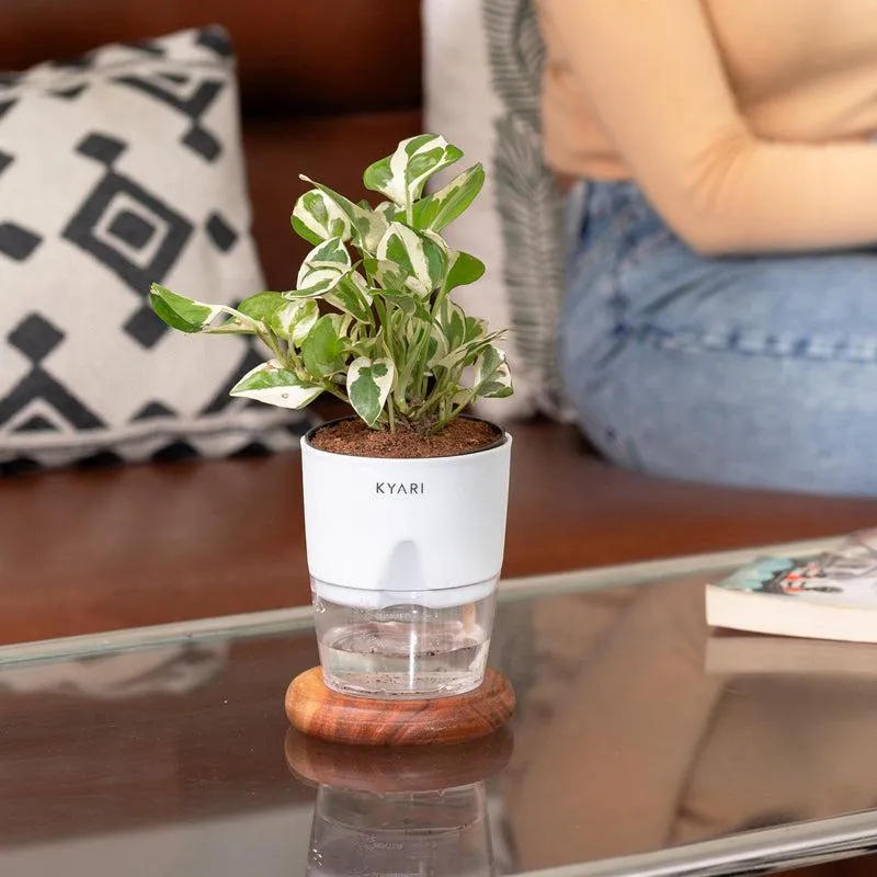 Kyari Money Plant With Self Watering Pot - White media 5