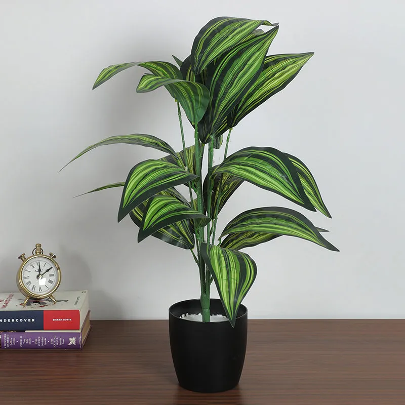 Edena Artificial Variegated Dracaena With Black Plastic Pot - 2.3 Feet media 3