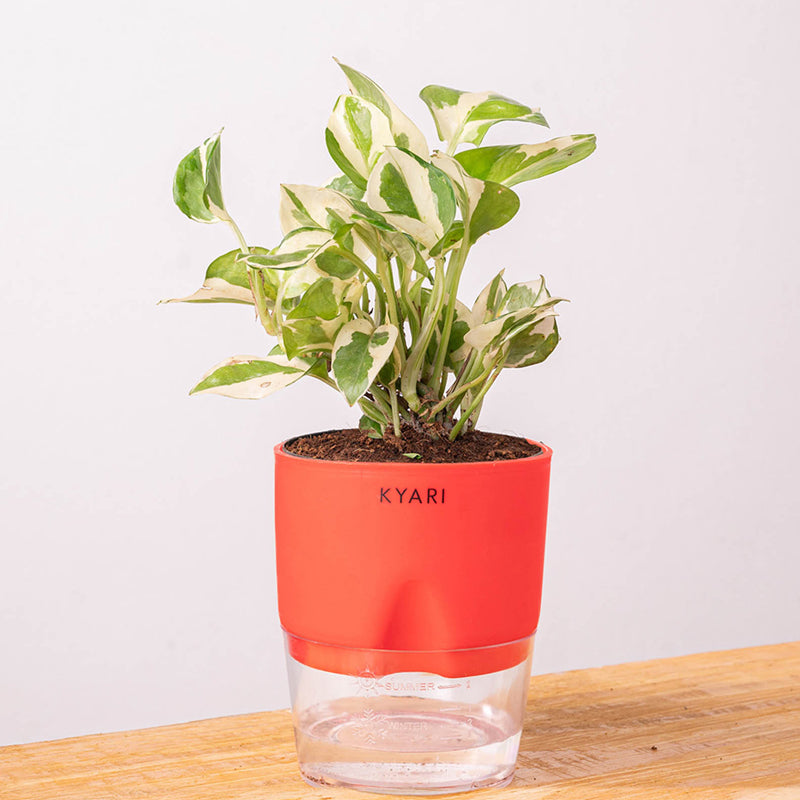 Kyari Money Plant With Self Watering Pot (Red) - 18 cm media 6