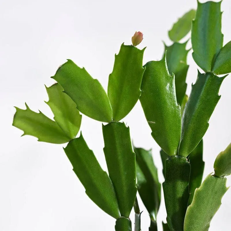 Ugaoo Christmas Cactus With Self Watering Pot media 5