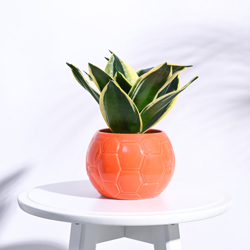 Ugaoo Football Orange Ceramic Pot media 3