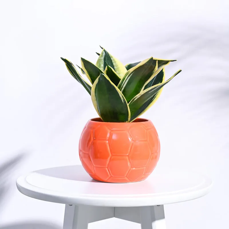 Ugaoo Football Orange Ceramic Pot media 3
