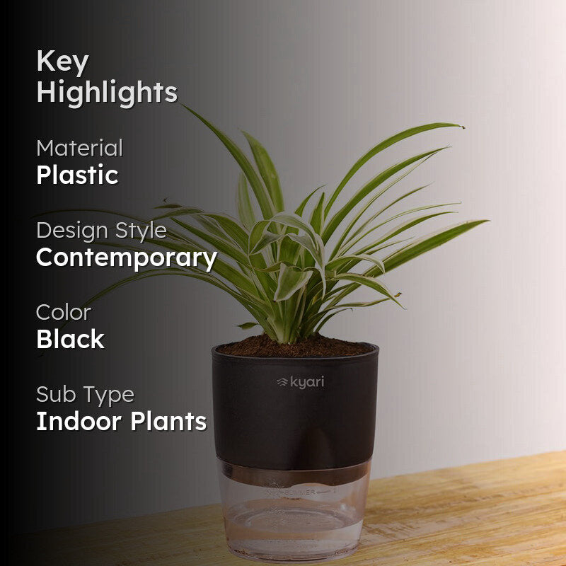 Kyari Spider Plant With Self Watering Pot - Black media 2