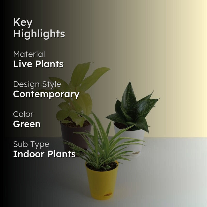 UGAOO Philodendron Ceylon, Spider, Sanseveria Indoor Plants - Set Of Three media 2