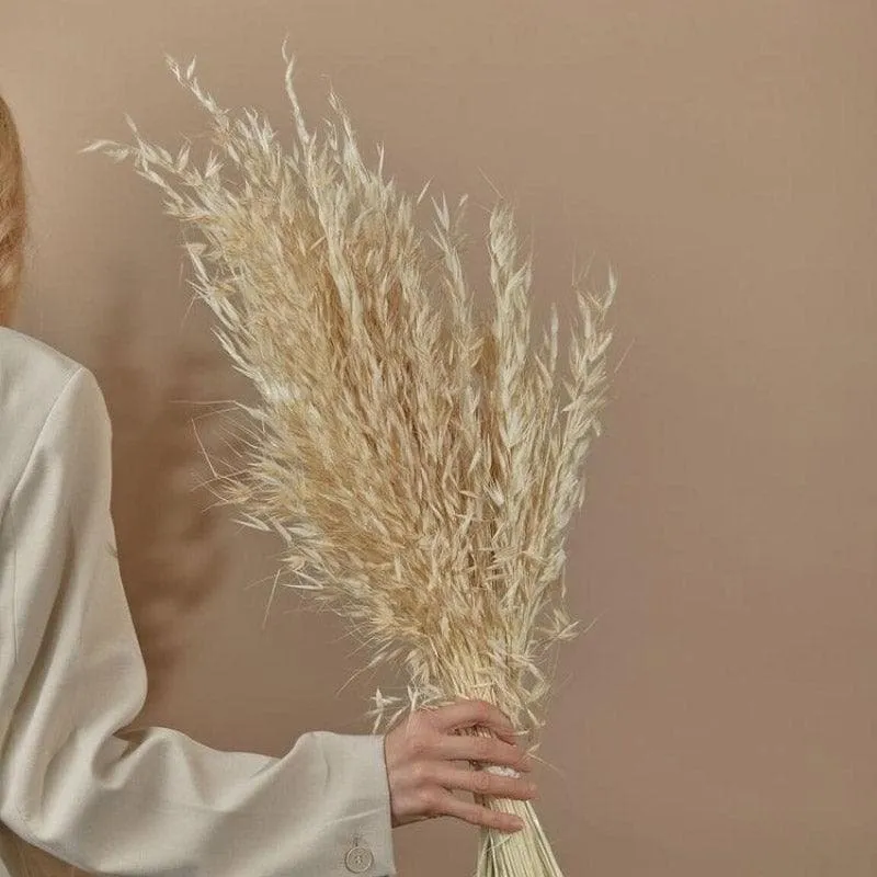 Naturally Dried Oats Millet Grass Stems (Beige)- Set Of Fifty media 1