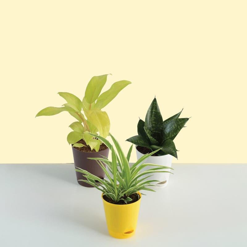Live Plants