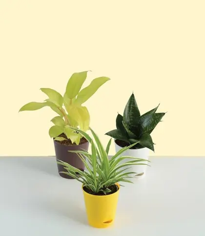 Live Plants