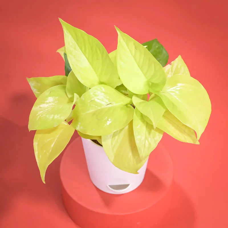 Golden Money Plant With Self Watering Pot Diwali Gift media 5