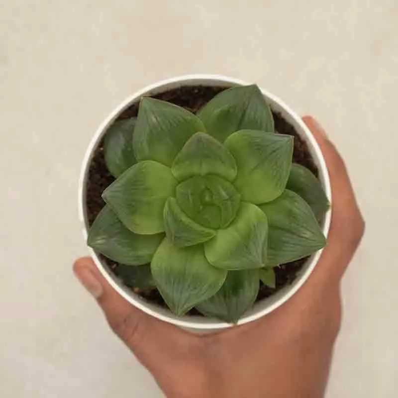 Top view of green Haworthia Cymbiformis rosette in a white pot