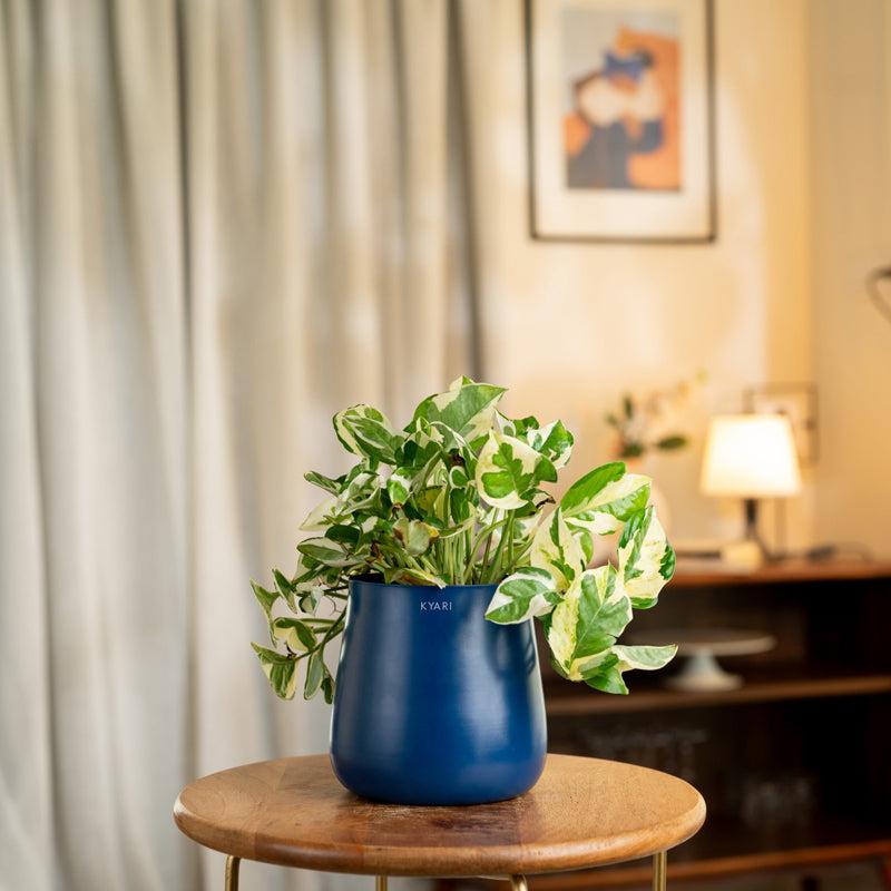 Kyari Money Plant With Metal Self Watering Pot - Blue