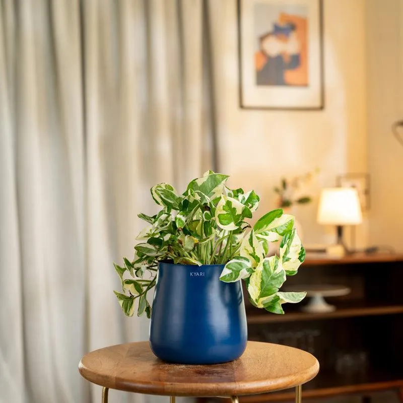 Kyari Money Plant With Metal Self Watering Pot - Blue media 1