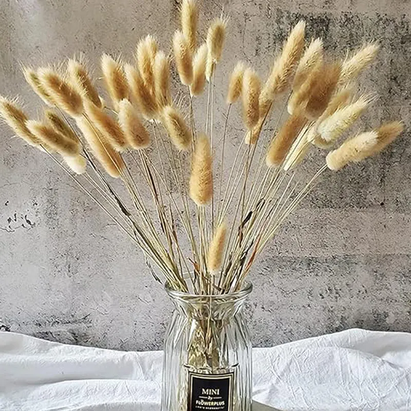 Cloudtail Dried Bunny Tail Stem (Beige) - Set Of Thirty media 3