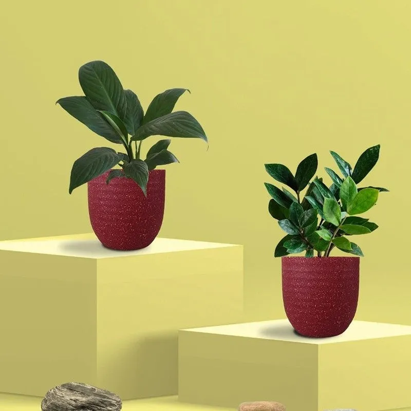 Greenkin ZZ & Peace Lily Live Plants (Red) - Set Of Two media 3