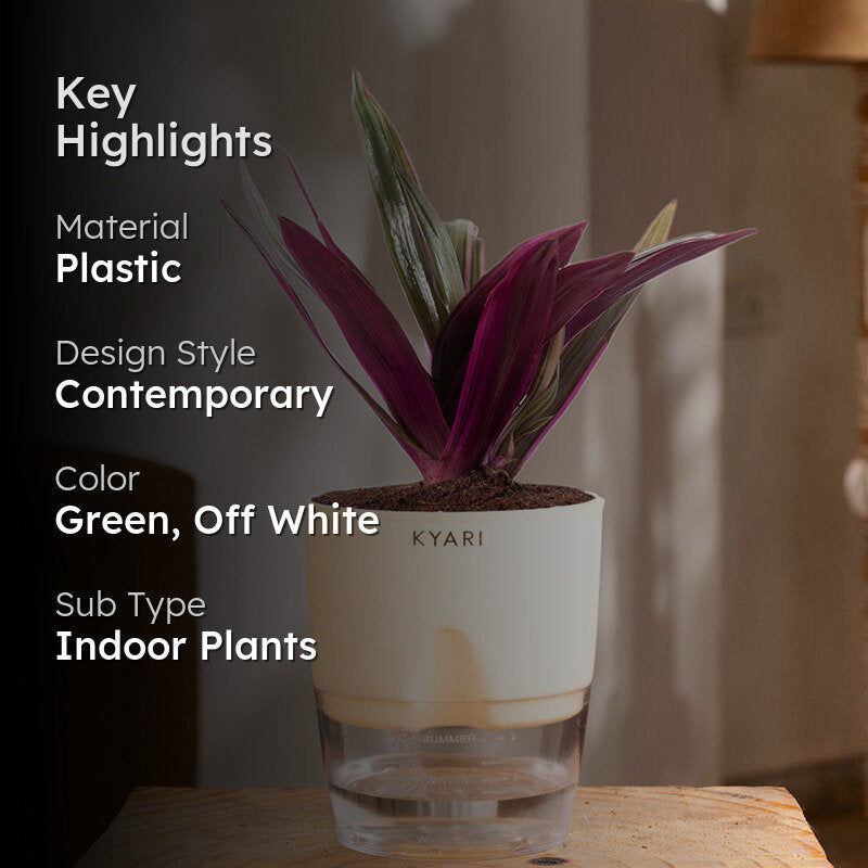 Kyari Oyster Plant With Self Watering Pot (Cream) - 18 cm media 2
