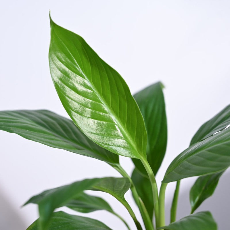 Ugaoo Peace Lily Plant- Small media 5