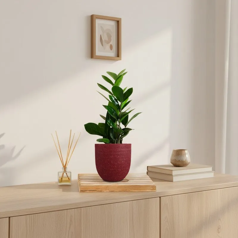 Greenkin Zamia ZZ Live Plant - Red media 1