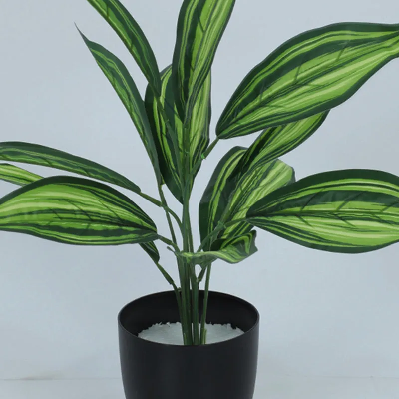 Edena Artificial Variegated Dracaena With Black Plastic Pot - 1.6 Feet media 4