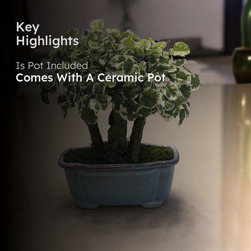 Faux Polyscia Bonsai In Tub Pot - 34 cms media 2