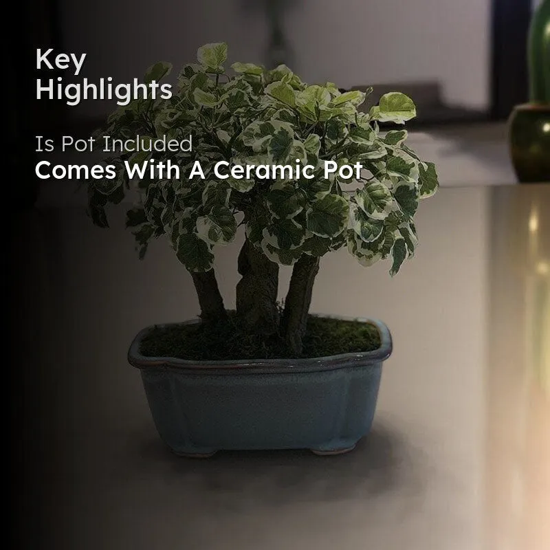 Faux Polyscia Bonsai In Tub Pot - 34 cms media 2