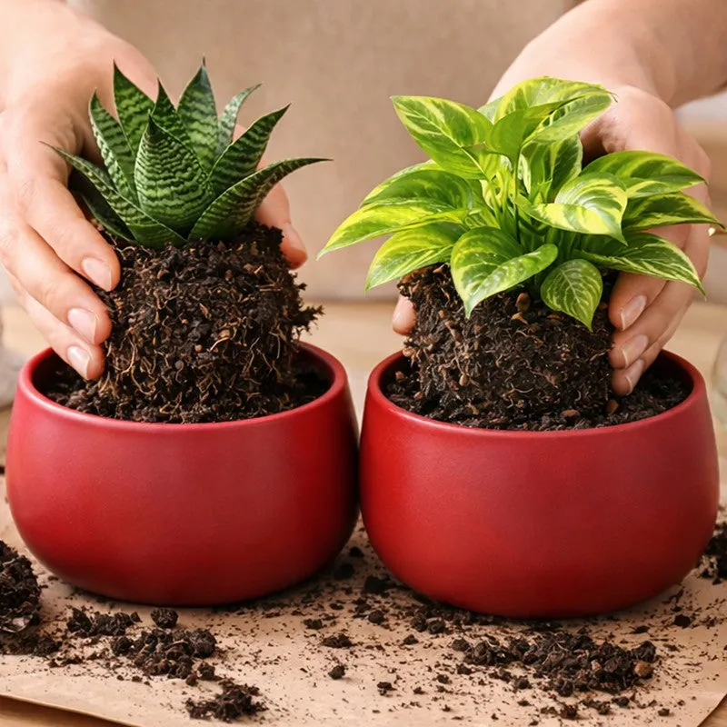 MinimalAura Pots & Planters (Red) - Set of Two media 5