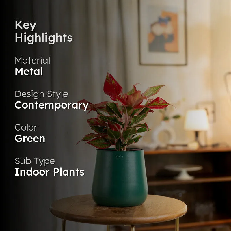 Kyari Aglaonema Lipstick Plant With Metal Self Watering Pot - Green media 2