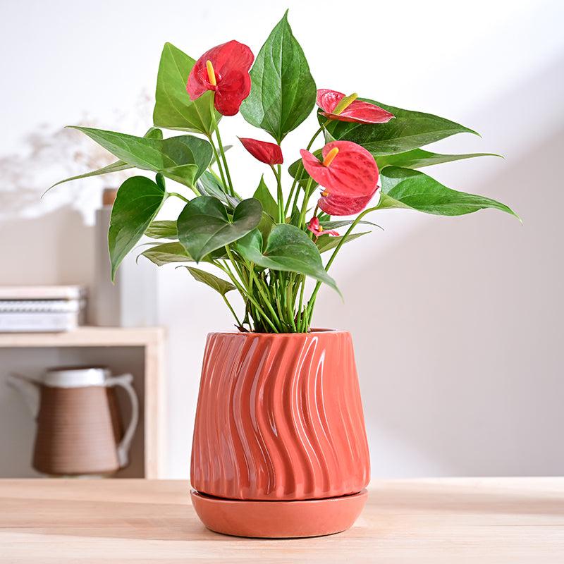 Ugaoo Waves & Roots Ceramic Planter - Coral media 2