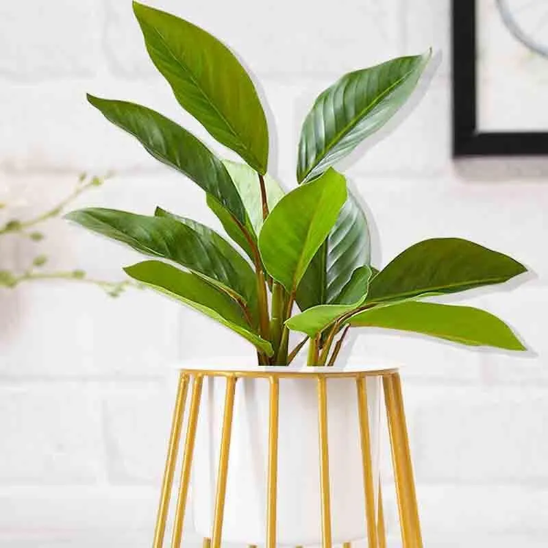 Muse Table Top Planter With Stand - Set Of Two media 5