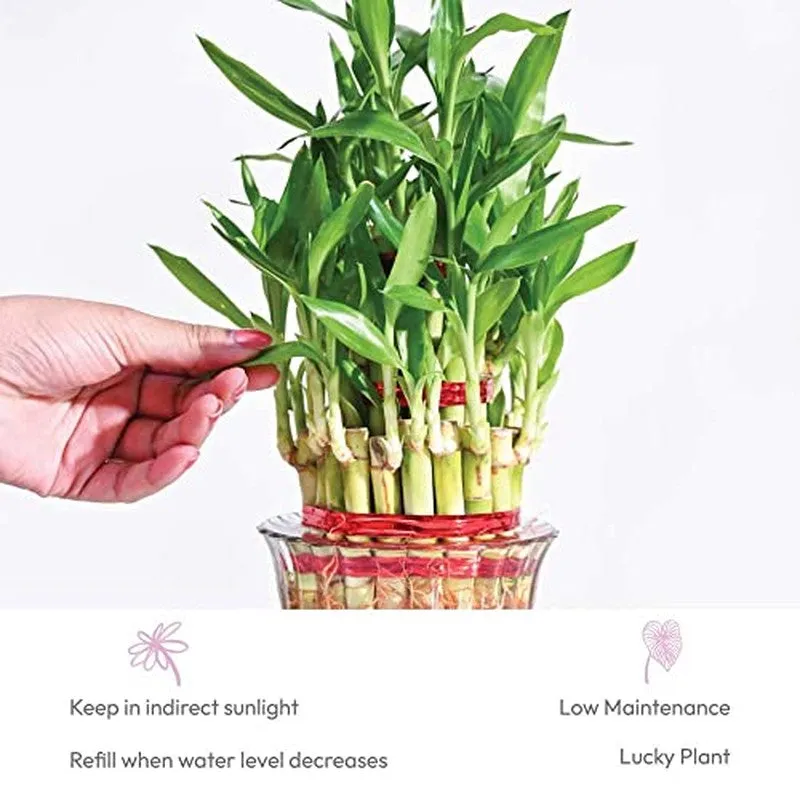Ugaoo Lucky Bamboo Plant - 3 Layer media 7