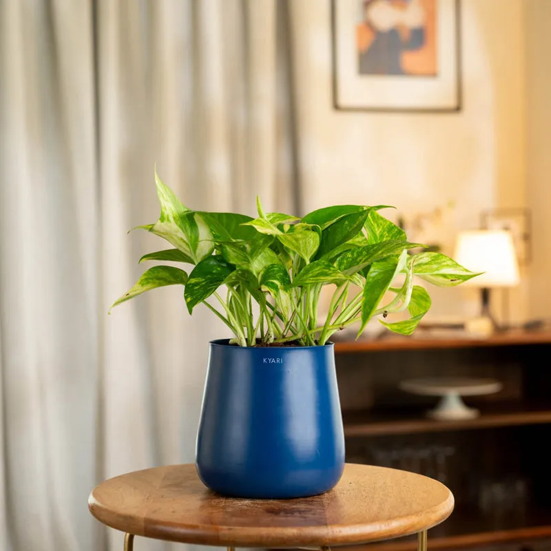 Kyari Areca Palm With Metal Self Watering Pot - Blue media 1