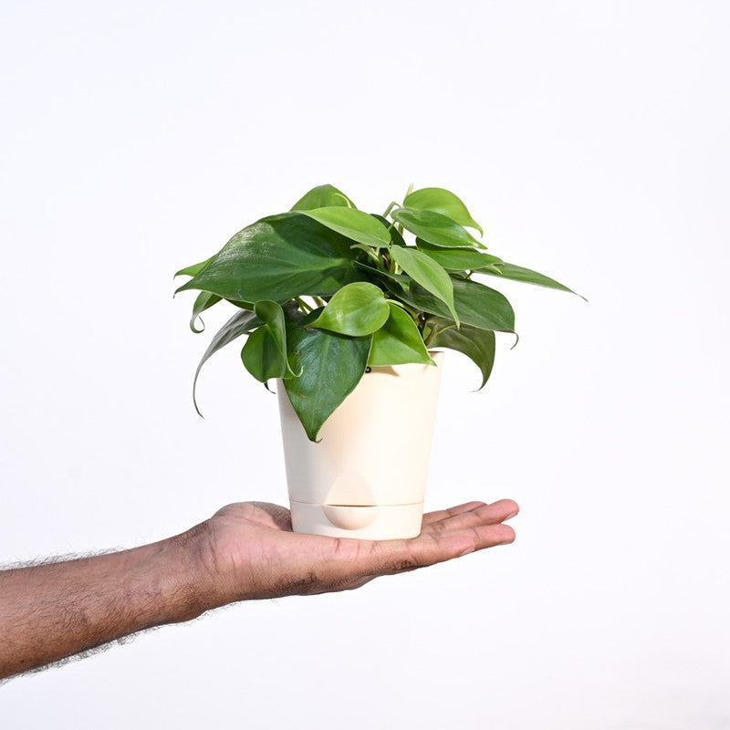 Ugaoo Philodendron Oxycardium Green Plant media 7