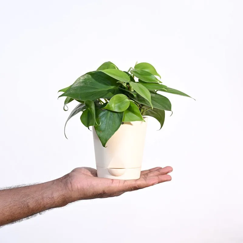 Ugaoo Philodendron Oxycardium Green Plant media 7
