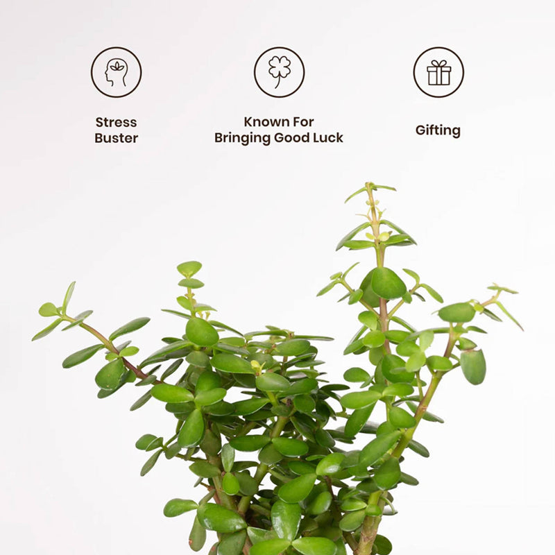 Kyari Jade Plant With Self Watering Pot - Yellow media 4