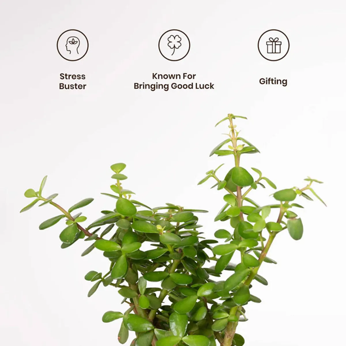 Close view of the jade plant's green leaves and branching stems