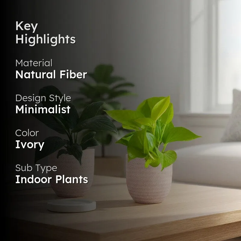 Greenkin Lily & Golden Pothos Live Plants (Ivory) - Set Of Two media 2