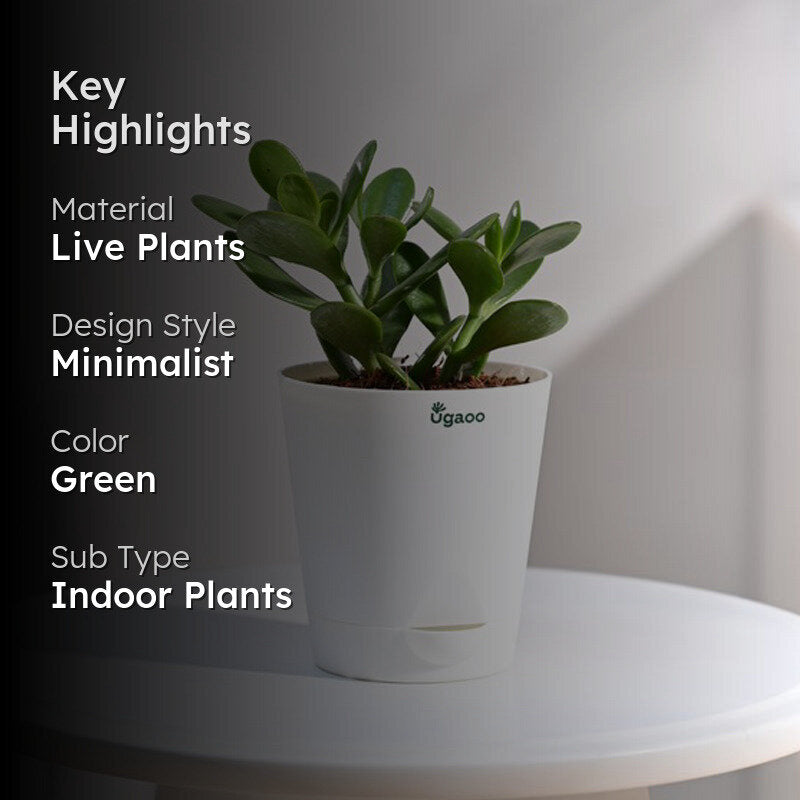 Ugaoo Crassula Ovata Plant media 2