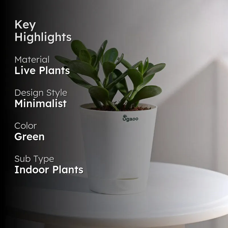 Ugaoo Crassula Ovata Plant media 2