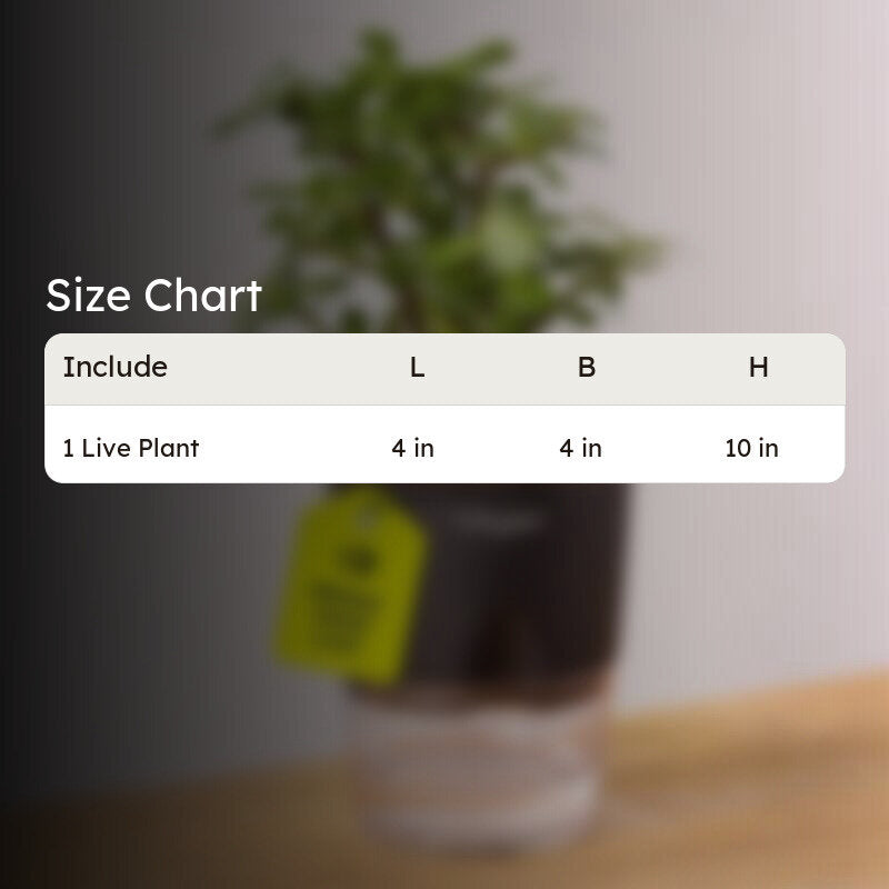Kyari Lucky Jade Plant With Self Watering Pot - Black media 8