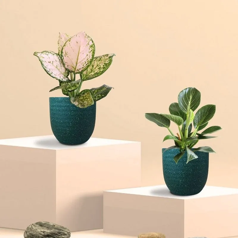 Greenkin Aglaonema Wishes & Birkin Live Plants (Green) - Set Of Two media 3