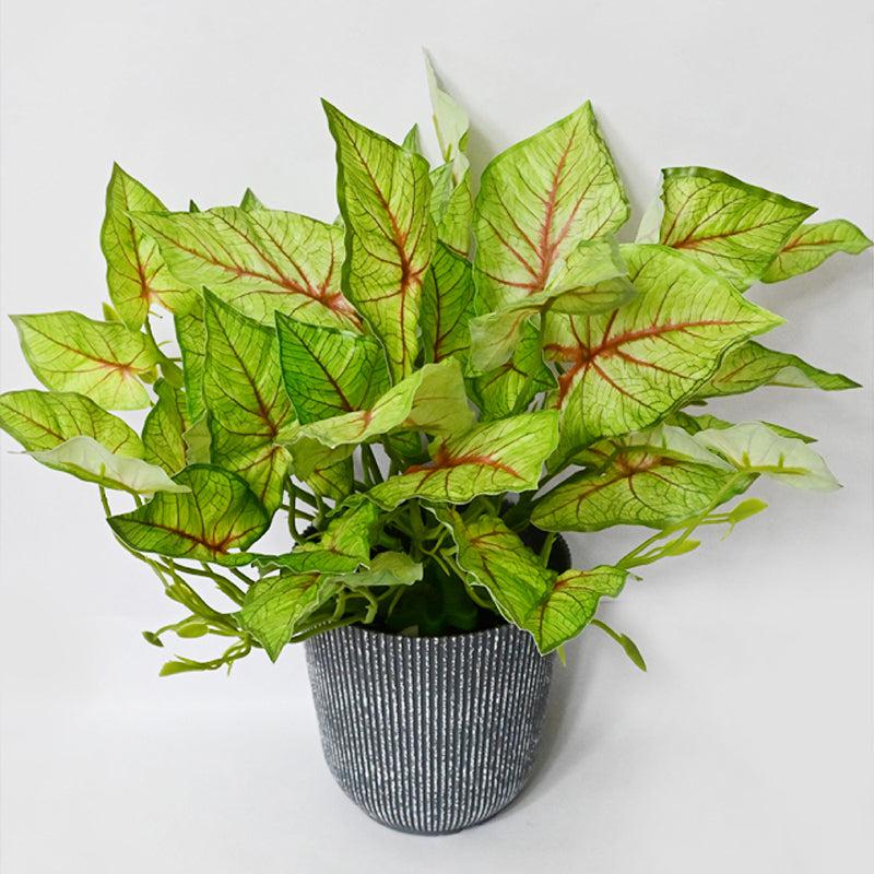 Caladira Artificial Caladium Plant With Black Plastic Pot - 40 cm media 4