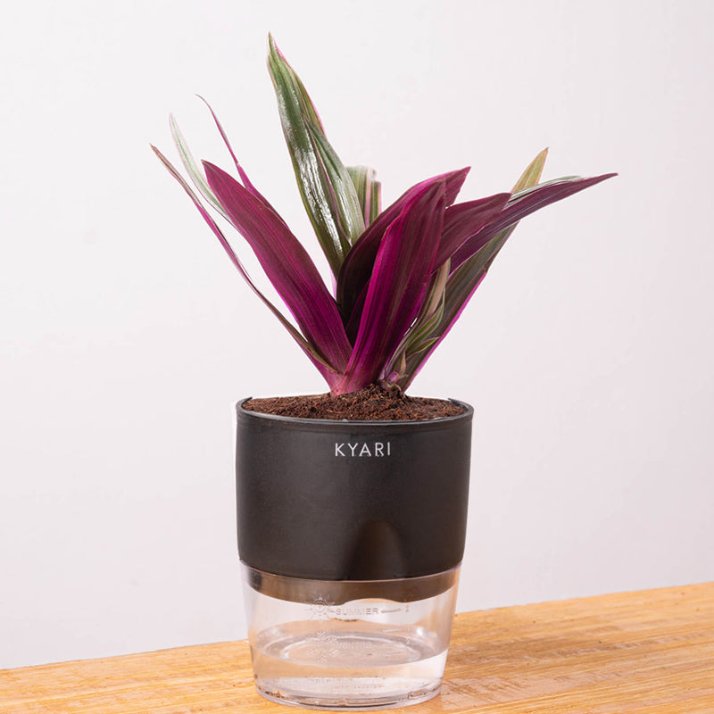 Kyari Oyster Plant With Self Watering Pot (Black) - 18 cm media 6