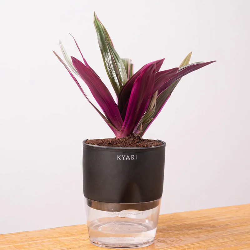 Kyari Oyster Plant With Self Watering Pot (Black) - 18 cm media 6